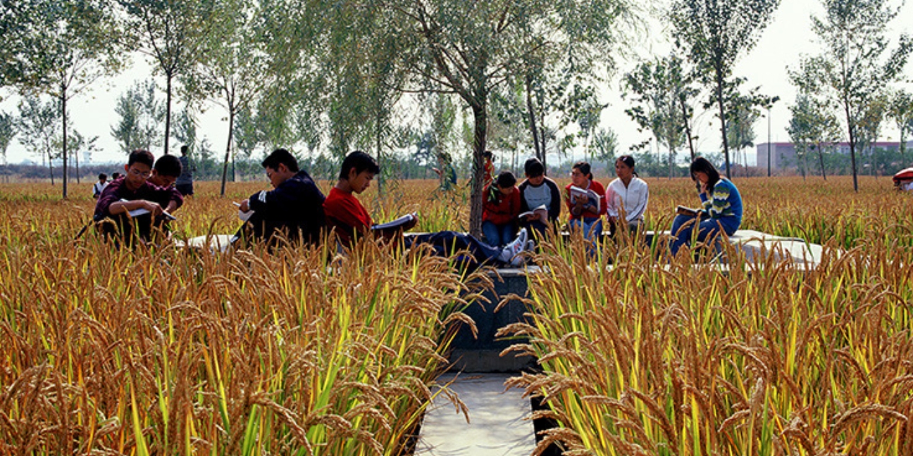 Students outside in nature at Shenyang Architectural University Campus. Photo by Turenscape.