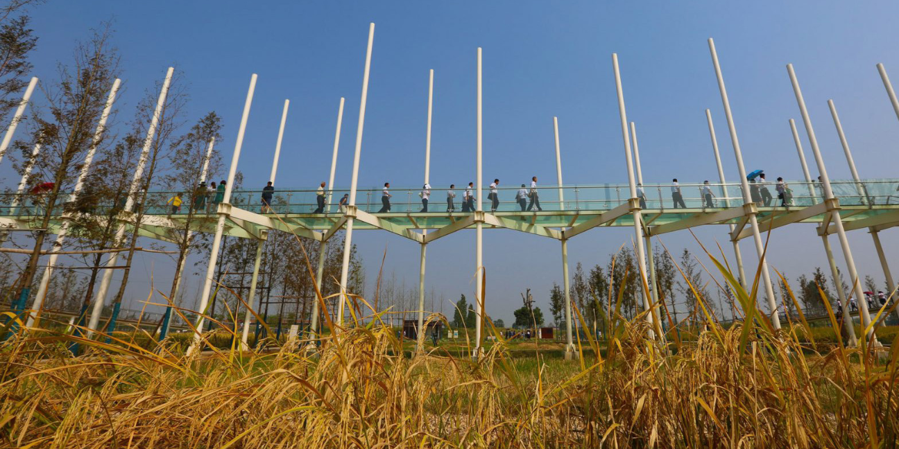 At Chengtoushan Archaeological Park, visitors walk along a bridge. Photo by Turenscape.