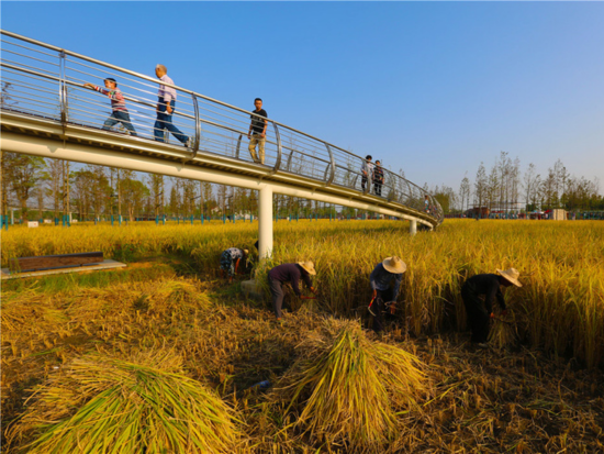 Visitors walk along a bridge as workers cut trim tall grass below at Chengtoushan Archaeological Park. Photo by Turenscape.