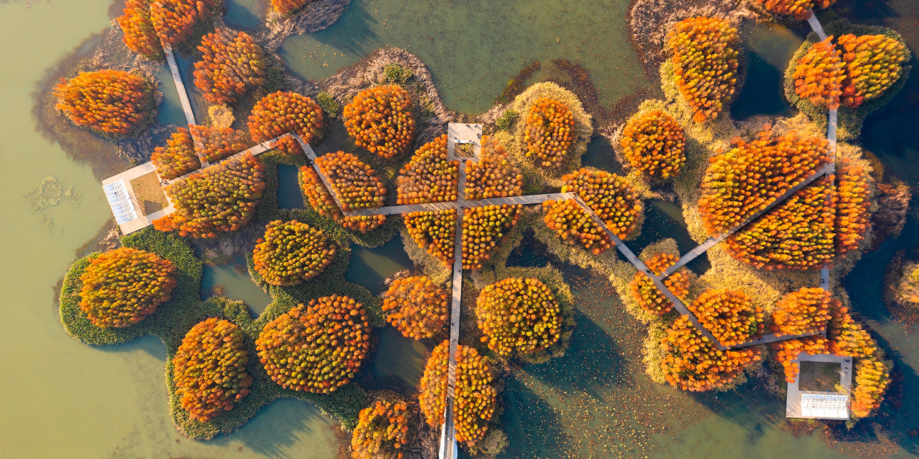Nanchang Fish Tail Park: A 126-acre badly abused landscape was transformed into a dreamlike floating forest that regulates storm water, provides habitat for wildlife, offers an array of recreational opportunities and gives local residents a new way to connect with nature. Photo Credit: Turenscape.