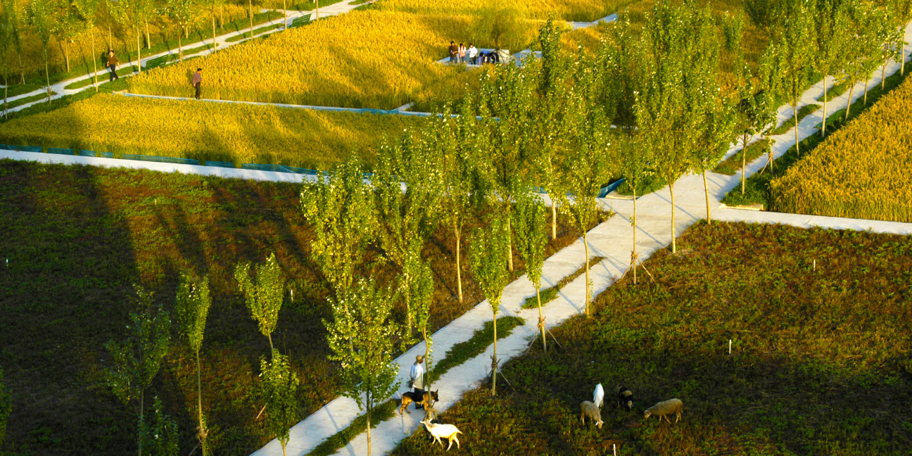 Qinhuangdao Red Ribbon Park, The Minimum Intervention Approach to Urban Greenway: Against a background of natural terrain and vegetation, is a “red ribbon” spanning five hundred meters, which integrates the functions of lighting, seating, environmental interpretation, and orientation. This project demonstrates how a minimal design solution can achieve a dramatic improvement to the landscape. Photo Credit: Turenscape.