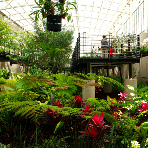 Greenhouse interior at Natura Garden with lush tropical plants, elevated walkways, and educational garden displays.