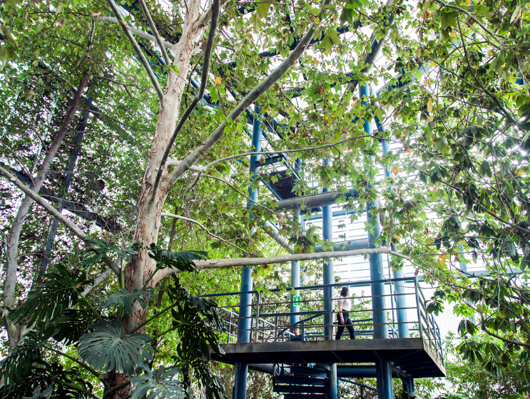 An elevated steel walkway rises through dense tree canopy in Bicentennial Park San Luis Potos&iacute;, allowing visitors to experience the landscape from above.
